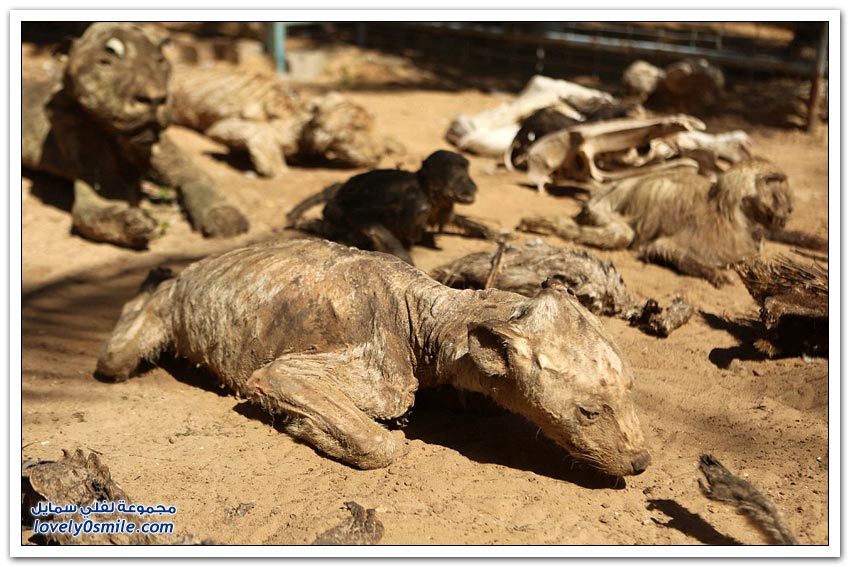 حيوانات ماتت جوعاً في حديقة الحيوانات في غزة