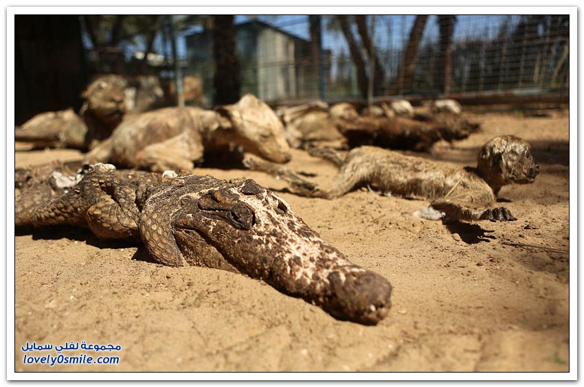 حيوانات ماتت جوعاً في حديقة الحيوانات في غزة
