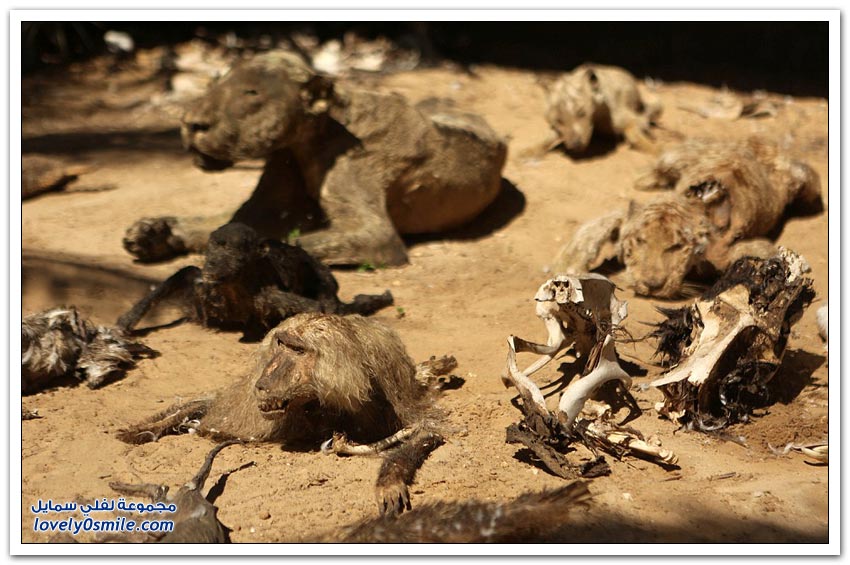 حيوانات ماتت جوعاً في حديقة الحيوانات في غزة