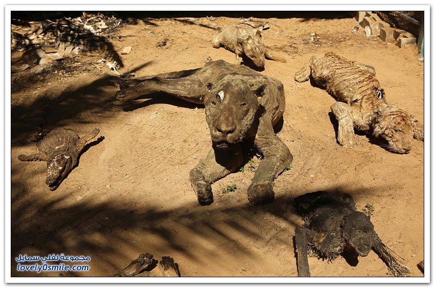 حيوانات ماتت جوعاً في حديقة الحيوانات في غزة