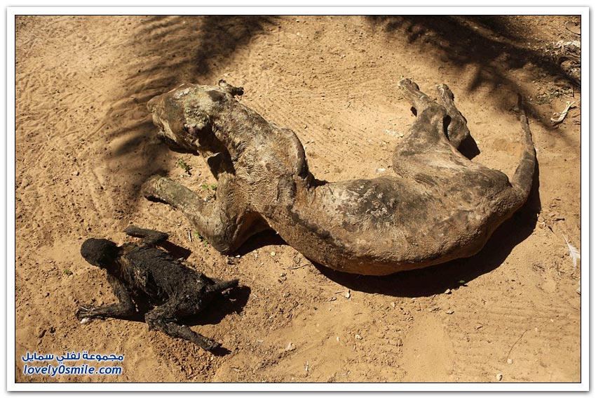 حيوانات ماتت جوعاً في حديقة الحيوانات في غزة