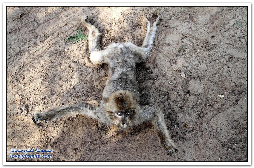 حيوانات ماتت جوعاً في حديقة الحيوانات في غزة