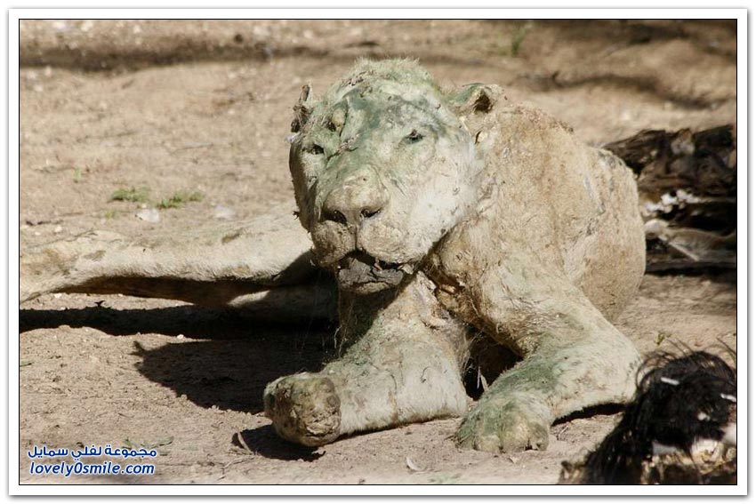 حيوانات ماتت جوعاً في حديقة الحيوانات في غزة