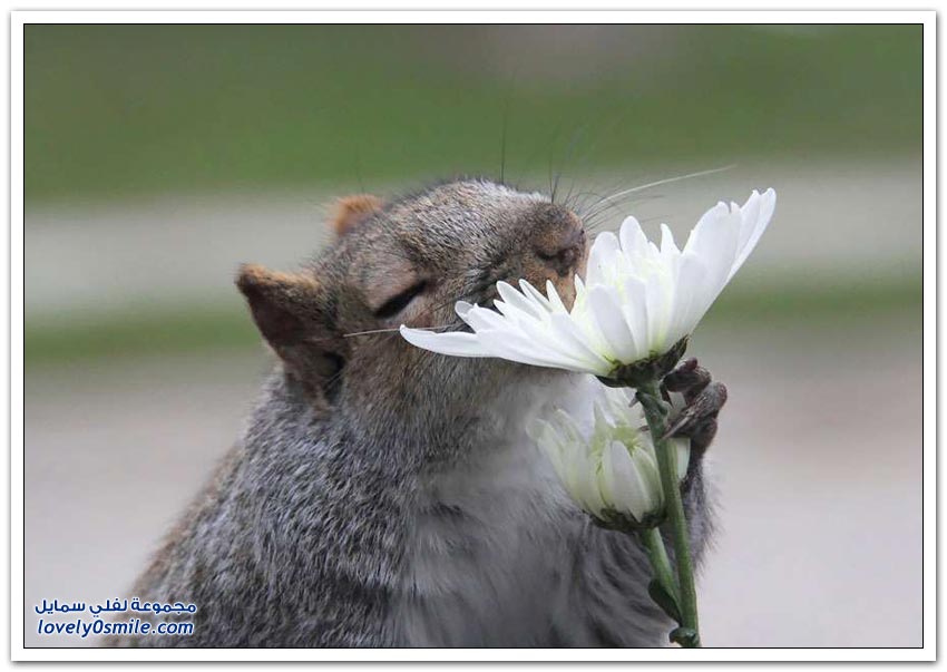 حتى الحيوانات تستمتع بريحة الزهور