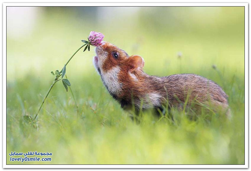 حتى الحيوانات تستمتع بريحة الزهور