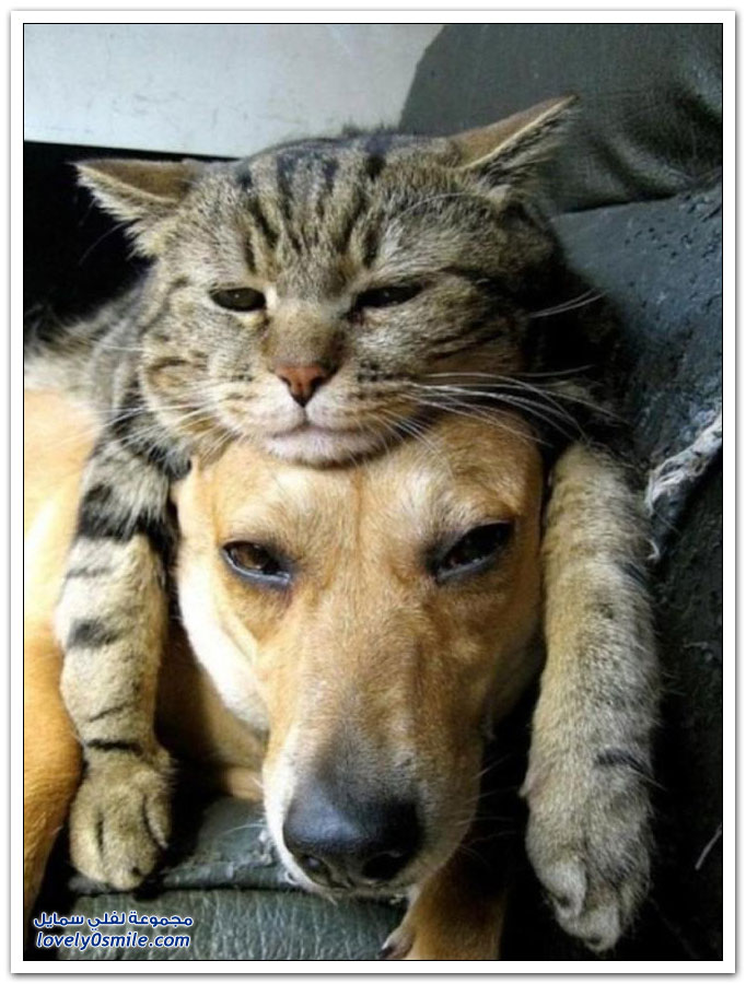 صداقة القطط مع الكلاب