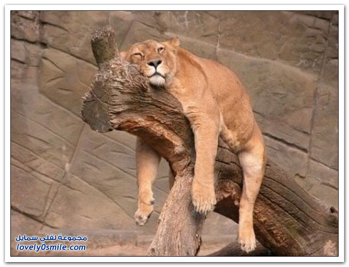 10 طرق يقاوم الناجحون بها ضغوط العمل