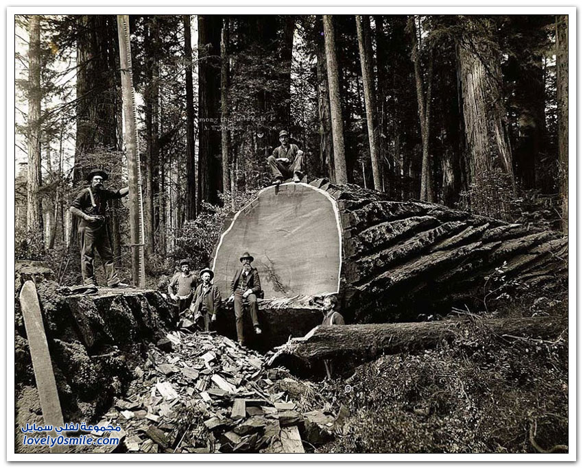 قطع الأشجار الضخمة في أمريكا في بداية القرن الماضي