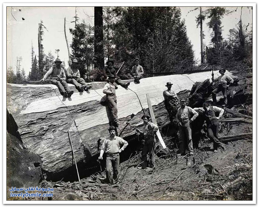قطع الأشجار الضخمة في أمريكا في بداية القرن الماضي