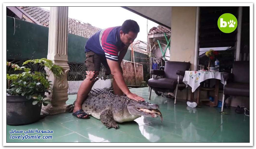 تمساح عملاق يعيش مع عائلة إندونيسية منذ 20 عامًا