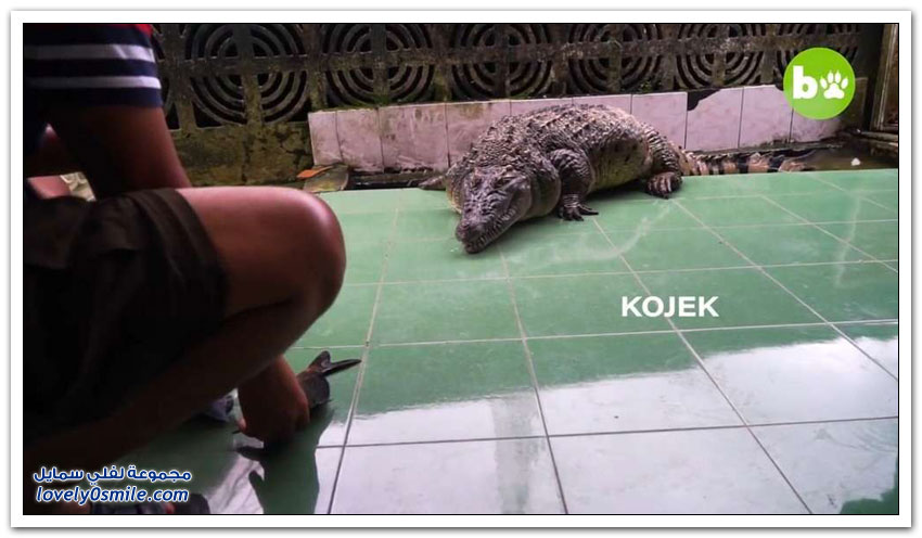 تمساح عملاق يعيش مع عائلة إندونيسية منذ 20 عامًا