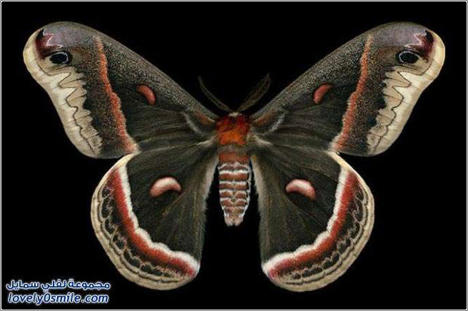 صور لأشكال الفراشات الغريبة