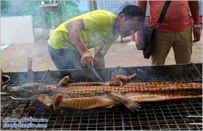 في الصين حتى التماسيح يأكلونها مشوية