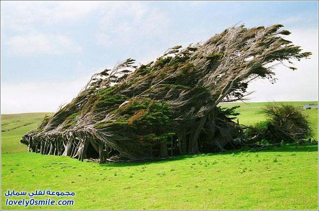 شاهد قوة الرياح ماذا قد تفعل بالأشجار في نيوزيلندا