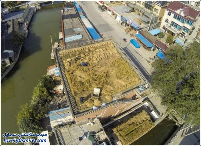 استخدام أسطح المباني السكنية لزراعة القمح والأرز في الصين
