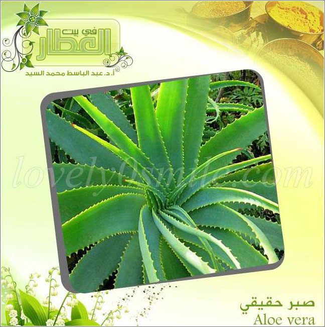  -  Aloe vera
