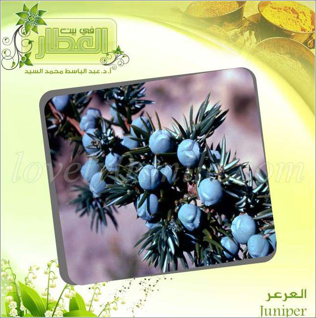  - Juniper