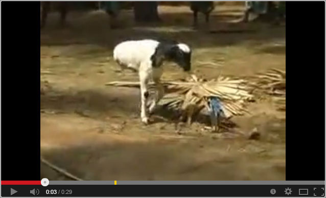 فيديو: خروف مولود بساقين فقط ويمشي بشكل طبيعي + راهب بوذي يسرق من محل