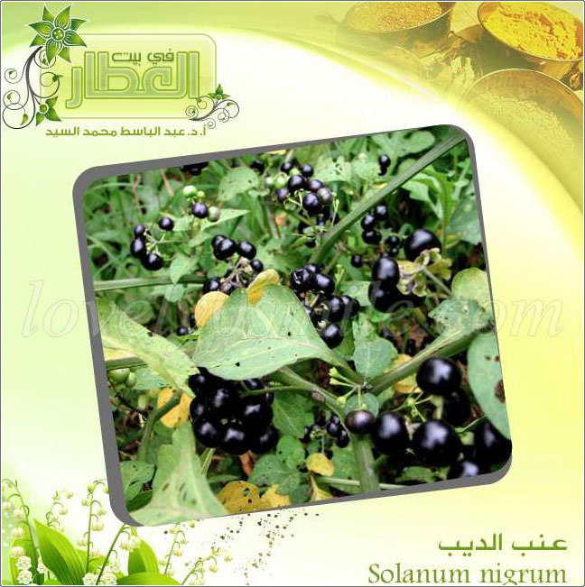   -  Solanum nigrum