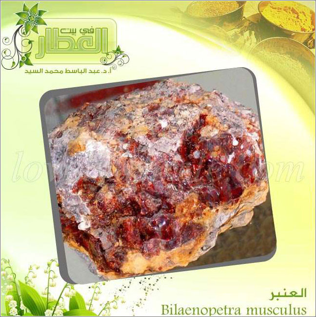  - Bilaenopetra musculus