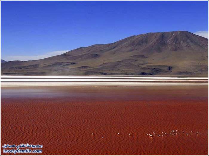 بحيرة اللاجون الأحمر مشروع الخور الأحمر في بوليفيا