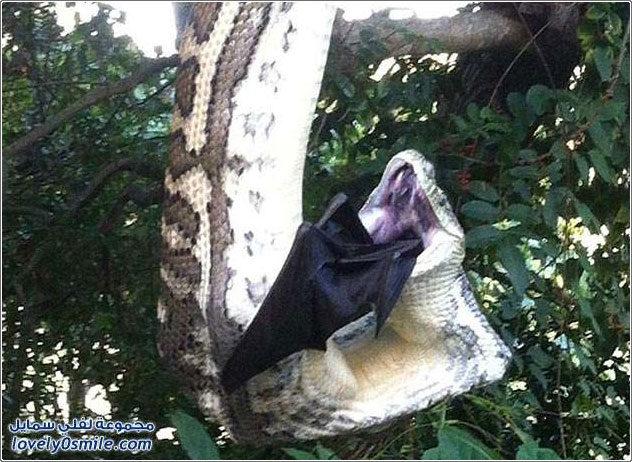 ثعبان عملاق يلتهم خفاش فوق شجرة