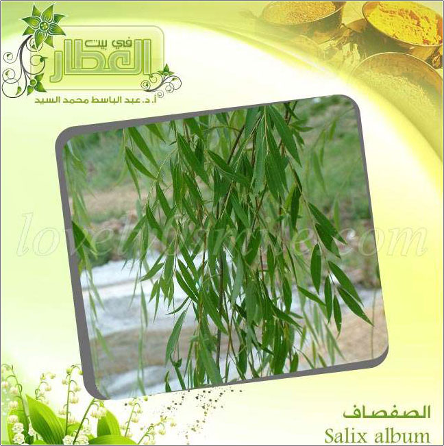  - Salix album