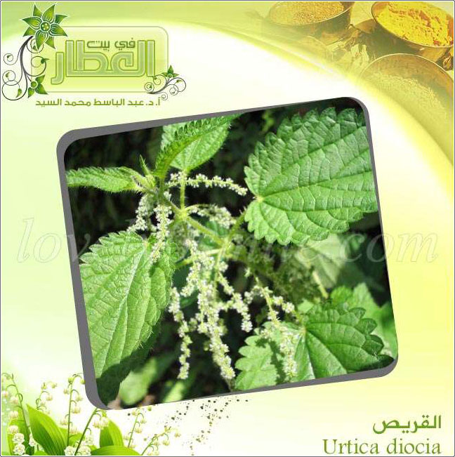  - Urtica diocia