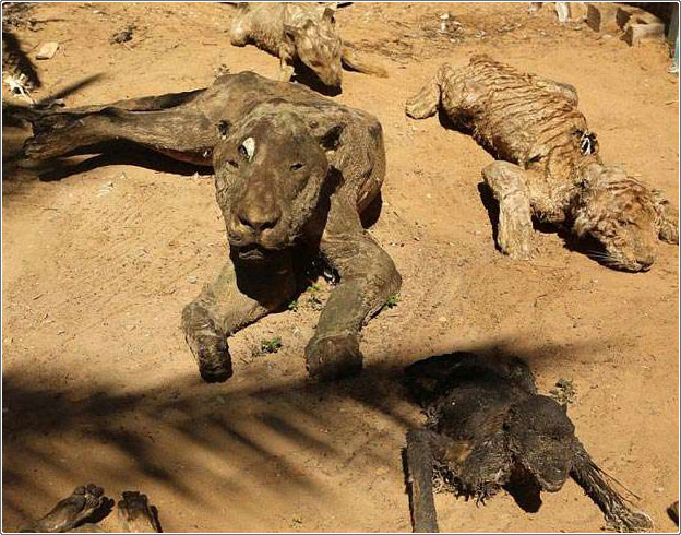 حيوانات ماتت جوعاً في حديقة الحيوانات في غزة