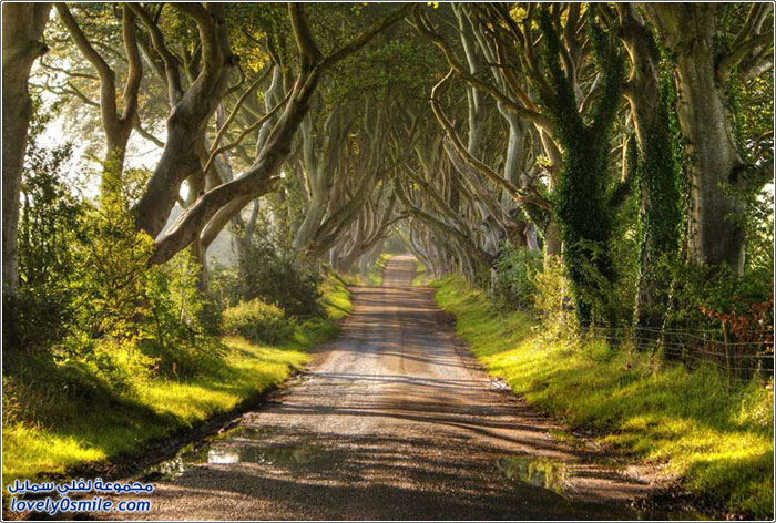 شارع الزان - نفق أشجار الزان في إيرلندا