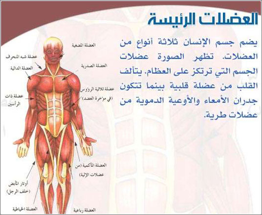 المكونات الرئيسية لجسم الإنسان