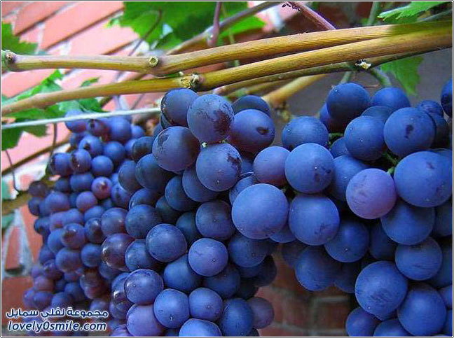 ��� ����� ����� �� ��� ��� ������