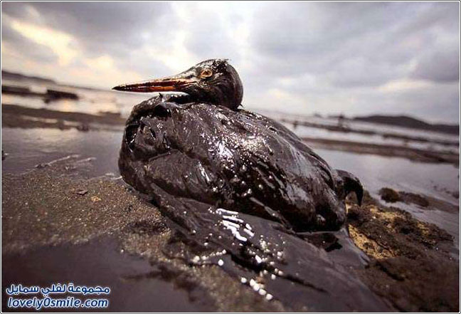 صور تسرب النفط من ناقلة بحرية
