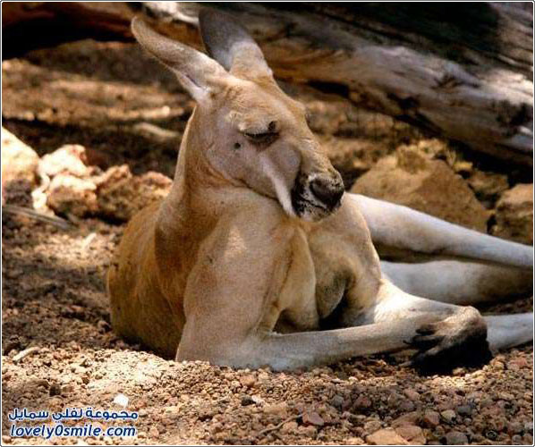 ��� �� ���� �������: ������