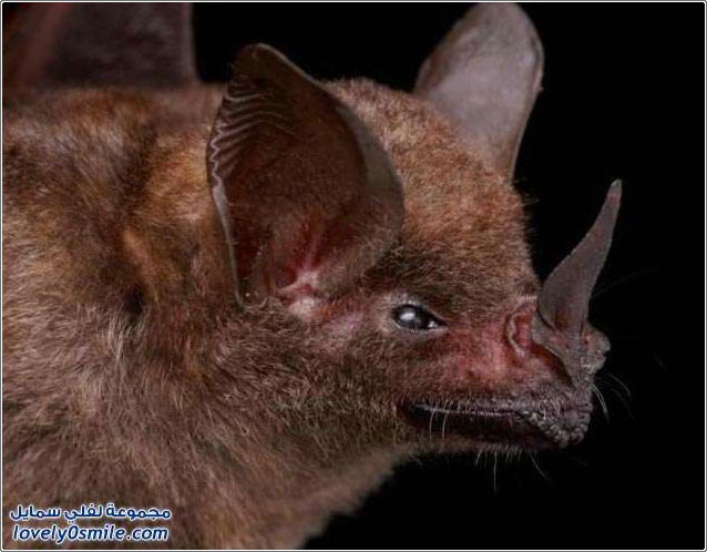 ��� �� ���� �������� �2