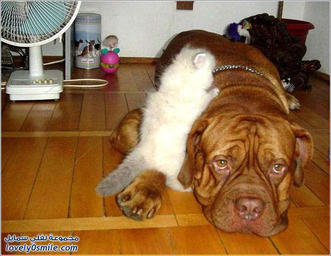 ��� ����� ����� �����