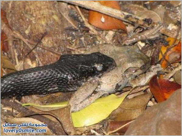 ��� ������ ������� �� ��� �������