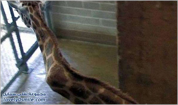 ��� ������� ��� ������ �������