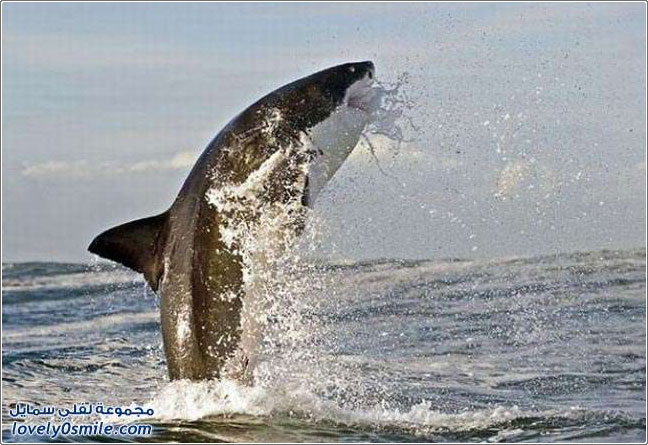 صور أسماك القرش على ساحل مدينة كيب تاون في جنوب أفريقيا