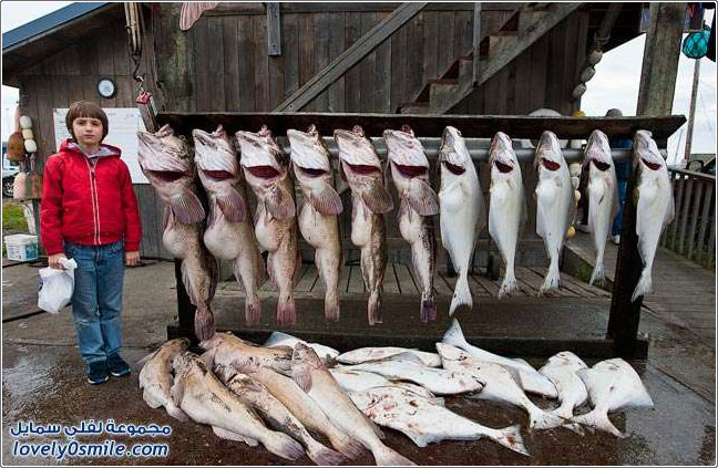 صيد سمك الهلبوت أضخم الأسماك المفلطحة