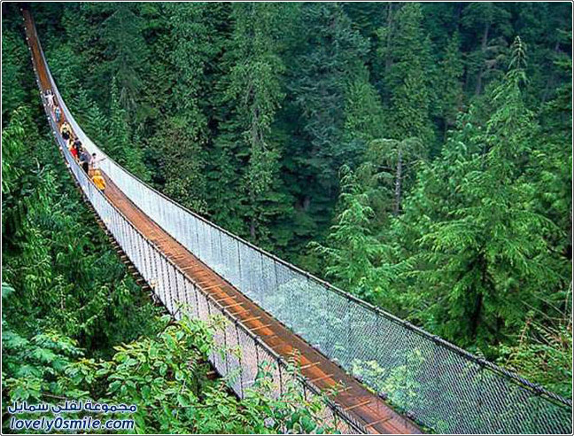 جسور الغابات