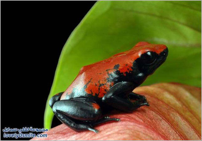 ����� ������ �� �������