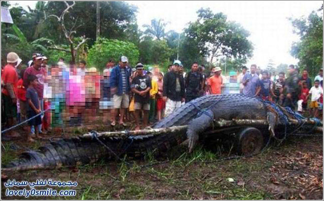 اكتشاف تمساح ضخم في الفلبين