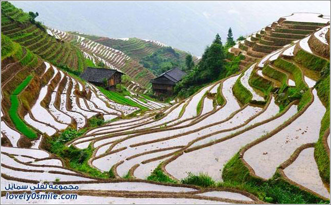 صور لمدرجات مزارع الأرز في شرق آسيا