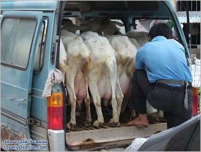 الحليب يوصلك لحد باب بيتك في الصين!؟