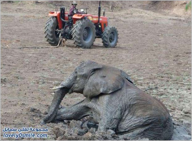 إنقاذ فيلة وطفلها من مستنقع