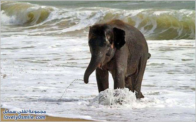 فيل متحمس للسباحة على الشاطئ