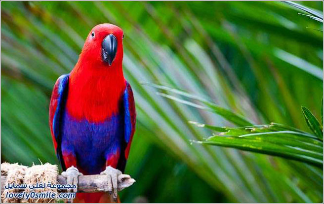 ����� ������ �����������