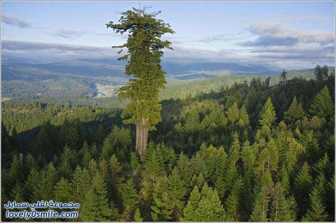 من أضخم الأشجار في العالم