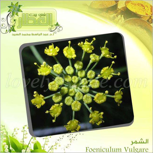  - Foeniculum Vulgare